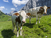 Cattle on high pasture in Karwendel Mountain Range in front of the vertical north face of the Laliderer Waende looking towards Eng valley and Mt. Lamsenspitze.. Transhumance is still the backbone of alpine cattle farming. Europe, Central Europe, Austria, Tyrol, July