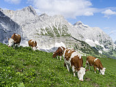 Cattle on high pasture in Karwendel Mountain Range in front of the vertical north face of the North faces of the main Karwendel ridge. Transhumance is still the backbone of alpine cattle farming. Europe, Central Europe, Austria, Tyrol, July