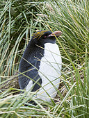 Macaroni Penguin (Eudyptes chrysolophus), standing in colony in typical dense Tussock Grass. Antarctica, Subantarctica, South Georgia, October