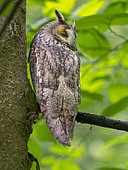 Long-eared owl (Asio otus). National Park Bavarian Forest, enclosure. Europe, Germany, Bavaria