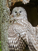 Ural Owl (Strix uralensis). Adult at entrance of nest in hole of a tree. Enclosure in the National Park Bavarian Forest, Europe, Germany, Bavaria