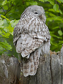 Ural Owl (Strix uralensis). Adult at entrance of nest in hole of a tree. Enclosure in the National Park Bavarian Forest, Europe, Germany, Bavaria