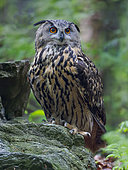 Eurasian Eagle-Owl (Bubo bubo). Enclosure in the National Park Bavarian Forest, Europe, Germany, Bavaria