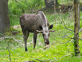 Moose or Elk (Alces alces). Enclosure in the National Park Bavarian Forest, Europe, Germany, Bavaria