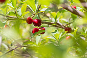 Acerola cherry (Malpighia emarginata), Parnaiba Delta, Maranhao, Brazil
