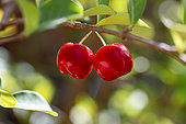 Acerola cherry (Malpighia emarginata), Parnaiba Delta, Maranhao, Brazil