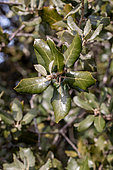 Holm oak (Quercus ilex), leaves in winter, Vaucluse, France