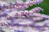 Honeybee (Apis mellifera) gathering nectar from flowers of Russian sage (Perovskia atriplicifolia)