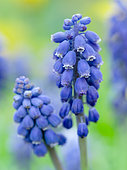 Armenian grape hyacinth (Muscari armeniacum). Europe, Central Europe, Germany