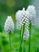White grape hyacinth Muscari botryoides variety album Europe, Central Europe, Germany
