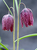 Snakes head or chess flower (Fritillaria meleagris). Europe, Central Europe, Germany