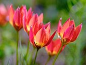 Tulip (Tulipa) variety Little Princess. Europe, Central Europe, Germany