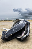 Female humpback whale (Megaptera novaeangliae) stranded on the beach at Calais, France. According to the scientist who performed the autopsy, this whale died of starvation