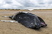 Female humpback whale (Megaptera novaeangliae) stranded on the beach at Calais, France. According to the scientist who performed the autopsy, this whale died of starvation