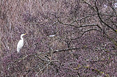 Great Egret (Ardea alba) on a Black Alder branch in winter, Mouterhouse, Moselle, France