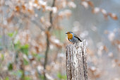 European Robin (Erithacus rubecula) on a stump in winter Moselle, France