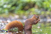 Red squirrel (Sciurus vulgaris) eating a nut in a pond in summer, Moselle, France
