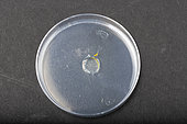 Piece of slim blob in a petri dish