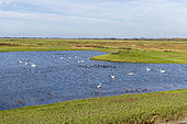 Hutte de chasse et sa mare, Noyelles-sur-Mer, Baie de Somme, France