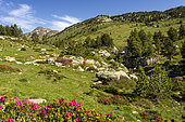 Rhododendrons in bloom in the valley of La Grave, site of Les Bouillouses, Pyrénées-Orientales, Montagnes Catalanes, France
