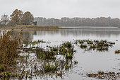 Lac du Der landscape, Autumn atmosphere with view on a bird observatory, Surroundings of Chantecoq, Marne, France