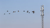 Grue cendrée (Grus grus) groupe en vol près d'un relais de téléphonie 5G sur fond de ciel bleu en hiver, Campagne lorraine environs d'Ansauville, Meurthe-et-Moselle, France