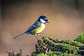 Great tit (Parus major) on a mossy stump in autumn, Country garden, Lorraine, France