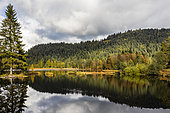 Landscape of the Lispach Lake in autumn, Surroundings of La Bresse, Vosges, France
