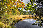 Landscape of the Lispach Lake in autumn, View on the floating peat bog, Surroundings of La Bresse, Vosges, France