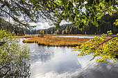 Landscape of the Lispach Lake in autumn, View on the floating peat bog, Surroundings of La Bresse, Vosges, France