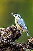 Nuthatch (Sitta europaea) on a dead wood stump with a seed in its beak in autumn, Country garden, Lorraine, France