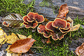 Hairy Curtain Crust (Stereum hirsutum) on an old dead trunk on the ground in the undergrowth in autumn, Massif forestier de la Reine near Toul, Meurthe-et-Moselle, France