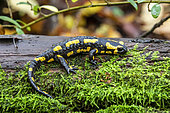 Fire salamander (Salamandra salamandra) on the ground in the undergrowth in autumn, Massif de la Forêt de la Reine, Environs de Toul, Meurthe-et-Moselle, France