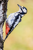 Spotted Woodpecker (Dendrocopos major) on a birch trunk in winter, Country garden, Lorraine, France