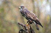 Common Buzzard (Buteo buteo) on an old dead tree at the edge of a forest in winter, Lorraine countryside south of Nancy, France