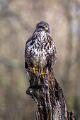 Common Buzzard (Buteo buteo) on an old dead tree at the edge of a forest in winter, Lorraine countryside south of Nancy, France
