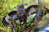 Common Buzzard (Buteo buteo) open wings on an old dead tree at the edge of a forest in winter, Lorraine countryside south of Nancy, France