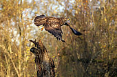 Common Buzzard (Buteo buteo) flying away from an old dead tree at the edge of a forest in winter, Lorraine countryside south of Nancy, France