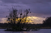 Grand cormoran (Phalacrocoraxcarbo) Dortoir sur un ilot avec vol de Grues cendrées (Grus grus) en arrière plan sur fond de soleil couchant en hiver, Etang forestier du massif de la Reine, environs de Toul, Lorraine, France