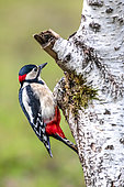 Spotted Woodpecker (Dendrocopos major) male on a birch trunk in winter, Country garden, Lorraine, France
