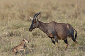 Topi (Damaliscus korrigum), in the savannah, mother and new born, Masai Mara National Reserve, National Park, Kenya, East Africa, Africa
