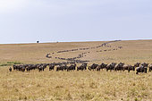 Wildebeest group in the savannah, Masai Mara National Reserve, National Park, Kenya, East Africa, Africa