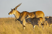 Common eland (Tragelaphus oryx), in the savanna, Masai Mara National Reserve, National park, Kenya