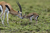 Thomson's Gazelle (Eudorcas thomsonii), in the savannah, An adult male comes to sniff a newborn, Masai Mara National Reserve, National Park, Kenya, East Africa, Africa