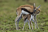 Thomson's gazelle (Eudorcas thomsonii), new born with its mother, in the savannah, Masai Mara National Reserve, National Park, Kenya, East Africa, Africa