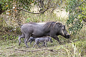 Warthog (Phacochoerus africanus), in the savannah, mother and babies, Masai Mara National Reserve, National Park, Kenya, East Africa, Africa