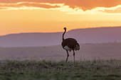 Ostrich or common ostrich (Struthio camelus), in the savannah, the male is black, at sunset, savannah, Masai Mara National Reserve, National Park, Kenya, East Africa, Africa