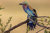 Long-tailed Roller (Coracias caudatus), grooming, perched on tree, Masai Mara National Reserve, National Park, Kenya, East Africa, Africa