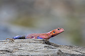 Common agama, red-headed rock agama, or rainbow agama (Agama agama) on a rock. The male is very colorful, the female is gray, Masai Mara National Reserve, National Park, Kenya, East Africa, Africa