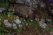Wild Boar (Sus scrofa), adult female followed by five cubs, Campania, Italy